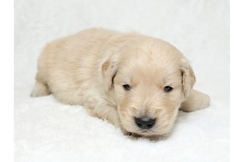 成約済の栃木県のゴールデンレトリーバー-27134の3枚目