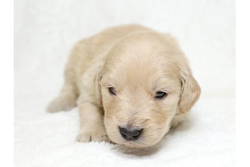 成約済の栃木県のゴールデンレトリーバー-27135の1枚目