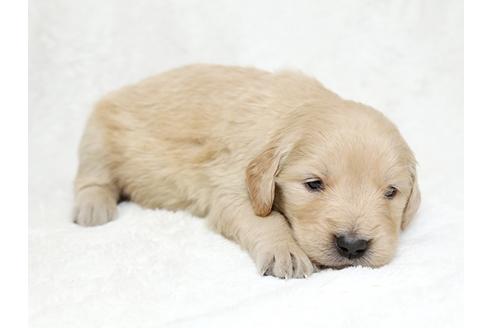 成約済の栃木県のゴールデンレトリーバー-27135の2枚目