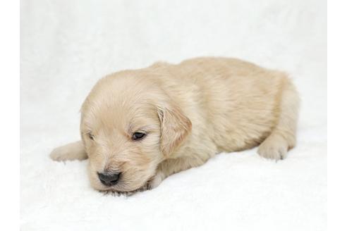 成約済の栃木県のゴールデンレトリーバー-27135の3枚目