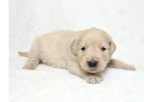 成約済の栃木県のゴールデンレトリーバー-27136の2枚目