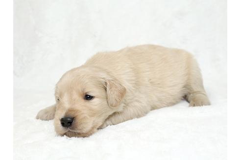 成約済の栃木県のゴールデンレトリーバー-27136の3枚目