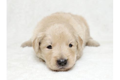 成約済の栃木県のゴールデンレトリーバー-27137の1枚目