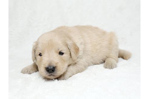 成約済の栃木県のゴールデンレトリーバー-27137の2枚目