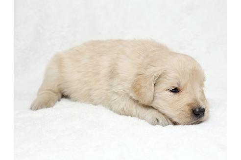 成約済の栃木県のゴールデンレトリーバー-27137の3枚目