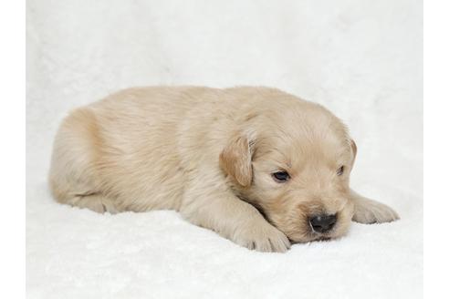 成約済の栃木県のゴールデンレトリーバー-27138の2枚目