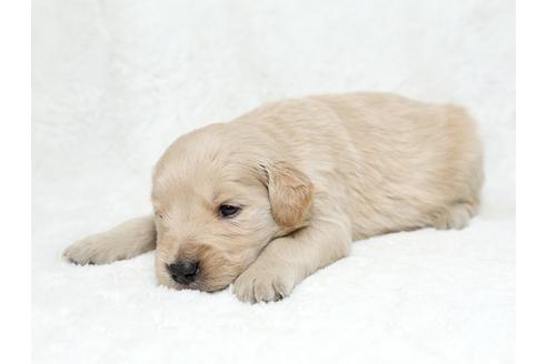 成約済の栃木県のゴールデンレトリーバー-27138の3枚目