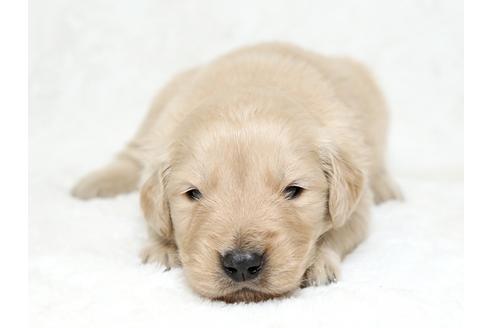 成約済の栃木県のゴールデンレトリーバー-27139の1枚目