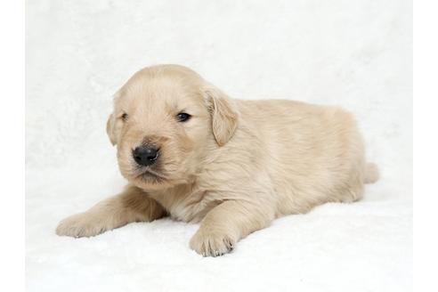 成約済の栃木県のゴールデンレトリーバー-27139の2枚目