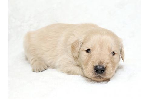 成約済の栃木県のゴールデンレトリーバー-27139の3枚目