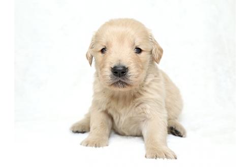 成約済の栃木県のゴールデンレトリーバー-27140の1枚目