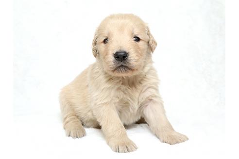 成約済の栃木県のゴールデンレトリーバー-27140の2枚目