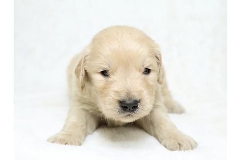 成約済の栃木県のゴールデンレトリーバー-27141の3枚目