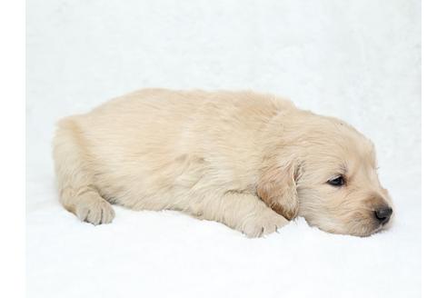 成約済の栃木県のゴールデンレトリーバー-27141の1枚目