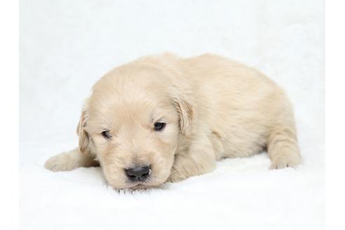 成約済の栃木県のゴールデンレトリーバー-27141の2枚目