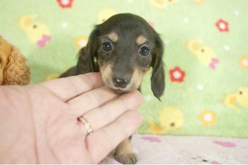 成約済の兵庫県のミニチュアダックスフンド-27157の1枚目