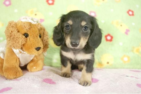 成約済の兵庫県のミニチュアダックスフンド-27157の3枚目