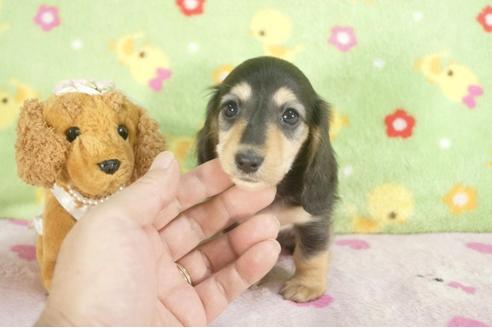 成約済の兵庫県のミニチュアダックスフンド-27158の1枚目