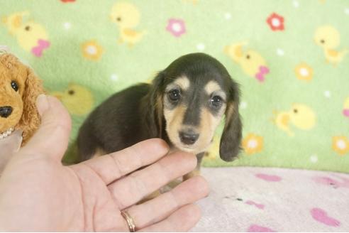 成約済の兵庫県のミニチュアダックスフンド-27158の2枚目