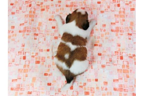 成約済の千葉県のパピヨン-27165の4枚目