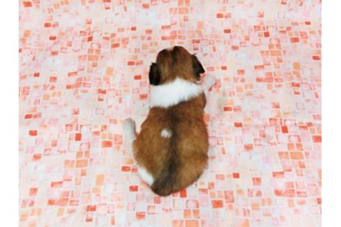 成約済の千葉県のパピヨン-27169の4枚目