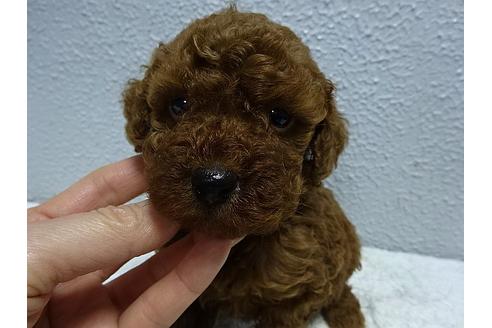 成約済の大阪府のトイプードル-27171の2枚目
