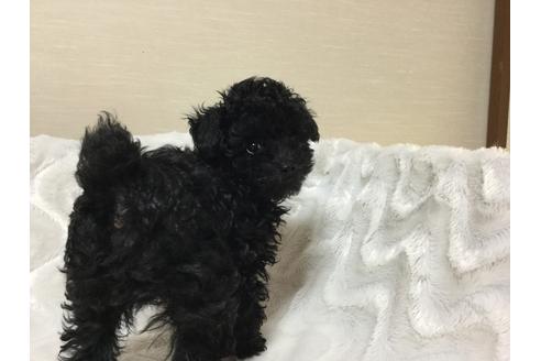 成約済の福岡県のティーカッププードル-27178の1枚目