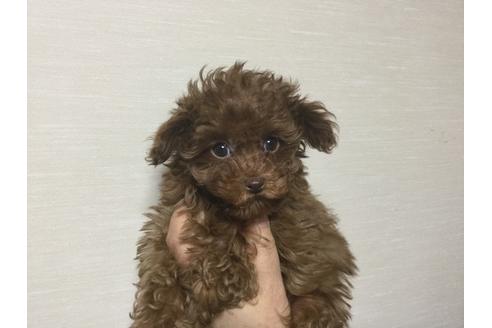 成約済の福岡県のティーカッププードル-27179の1枚目