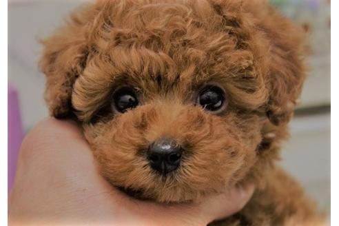 成約済の大阪府のトイプードル-27194の1枚目