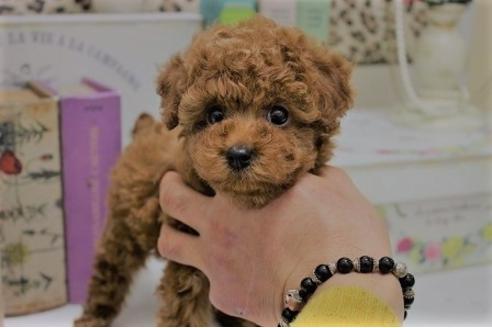 成約済の大阪府のトイプードル-27194の3枚目