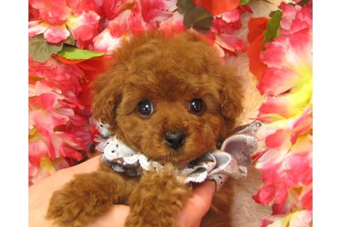 成約済の茨城県のトイプードル-27226の4枚目