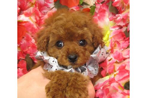 成約済の茨城県のトイプードル-27226の1枚目