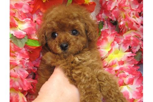 成約済の茨城県のトイプードル-27226の3枚目