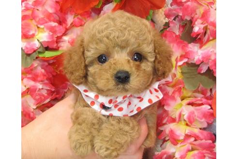 成約済の茨城県のトイプードル-27227の1枚目