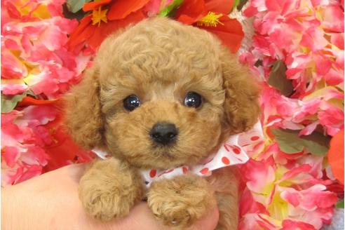 成約済の茨城県のトイプードル-27227の2枚目