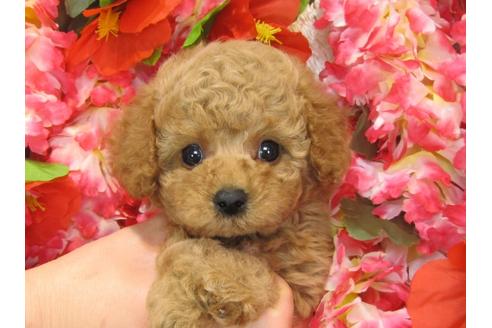 成約済の茨城県のトイプードル-27227の3枚目