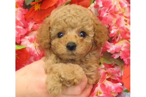 成約済の茨城県のトイプードル-27227の4枚目