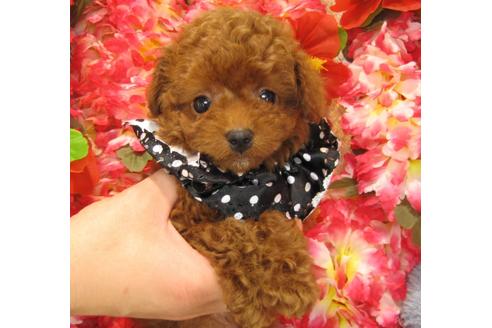 成約済の茨城県のトイプードル-27228の2枚目