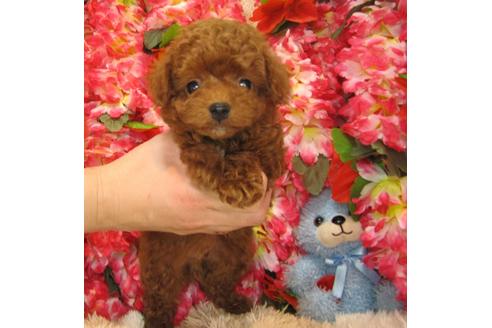 成約済の茨城県のトイプードル-27228の3枚目