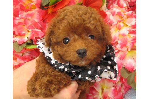 成約済の茨城県のトイプードル-27228の4枚目
