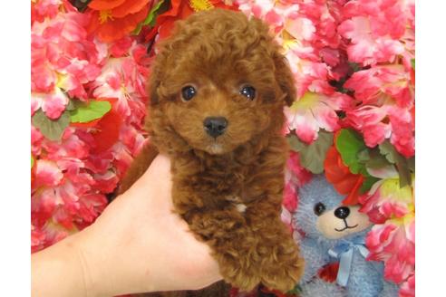 成約済の茨城県のトイプードル-27228の5枚目