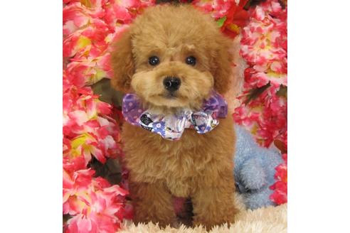 成約済の茨城県のトイプードル-27229の5枚目