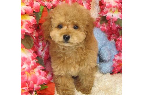 成約済の茨城県のトイプードル-27229の1枚目