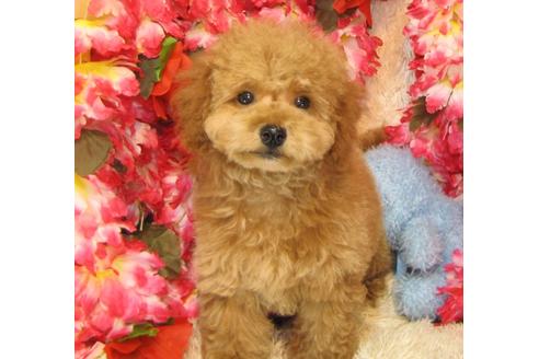 成約済の茨城県のトイプードル-27229の2枚目