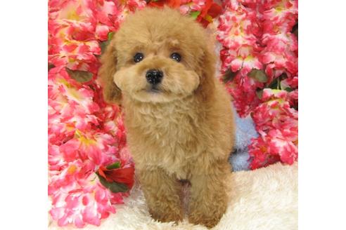 成約済の茨城県のトイプードル-27229の3枚目