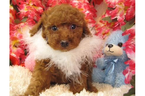 成約済の茨城県のトイプードル-27230の1枚目