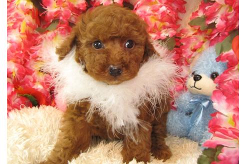 成約済の茨城県のトイプードル-27230の2枚目