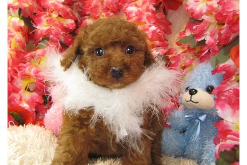 成約済の茨城県のトイプードル-27230の3枚目