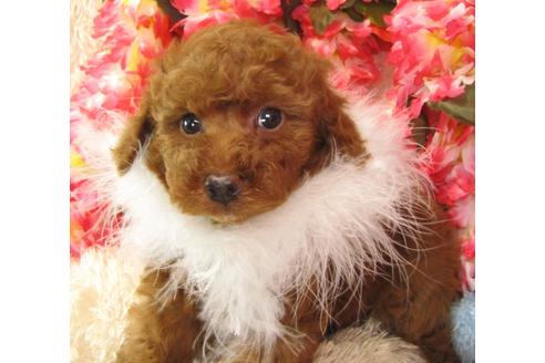 成約済の茨城県のトイプードル-27230の5枚目