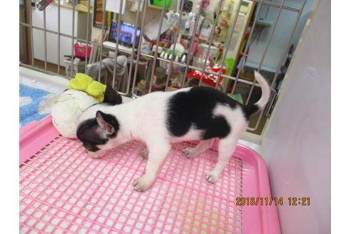 成約済の大阪府のチワワ-27235の3枚目